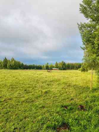 Laidunpaikka ruunalle Lapua