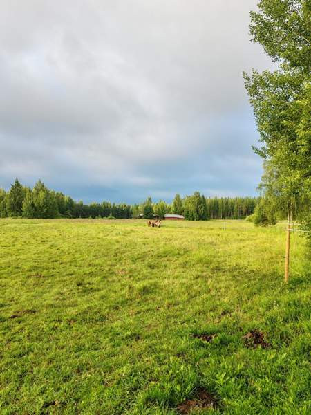 Laidunpaikka ruunalle Lapua – foto 2