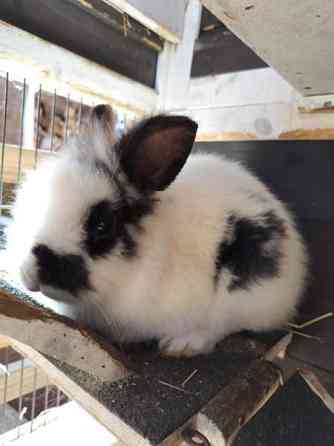 Suloinen kani, uros Nurmijaervi