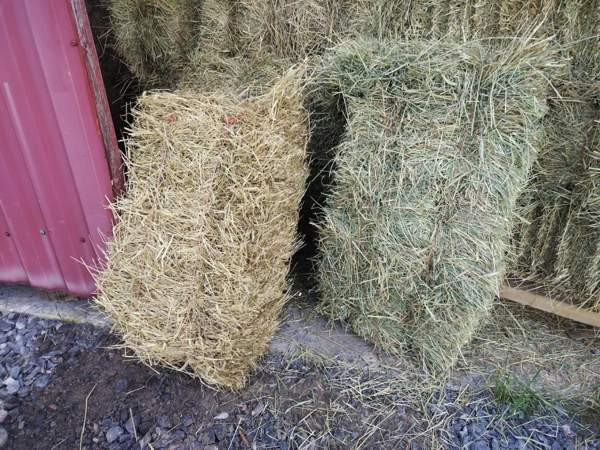 Kaninheinä säästöpakkaus 10kg kotiintoimituksella Kalajoki – foto 3