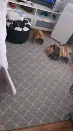 Ihana pupupariskunta Kuopio