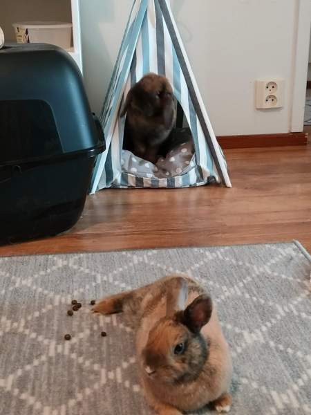 Ihana pupupariskunta Куопио - изображение 4