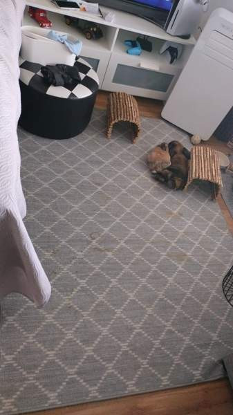 Ihana pupupariskunta Куопио - изображение 1