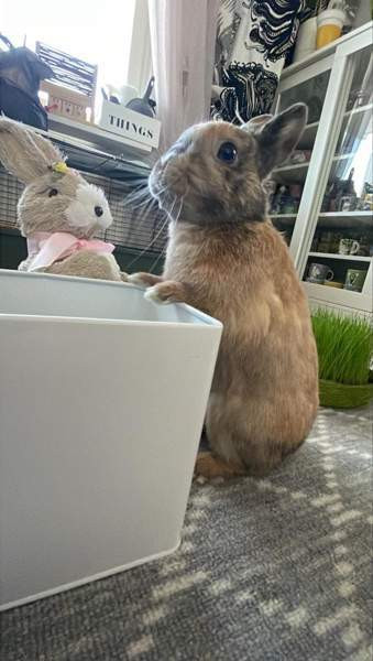 Ihana pupupariskunta Куопио - изображение 8