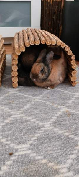 Ihana pupupariskunta Куопио - изображение 2