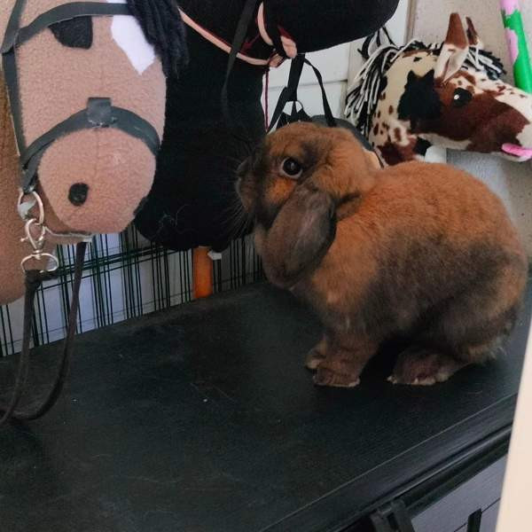 Ihana pupupariskunta Куопио - изображение 3