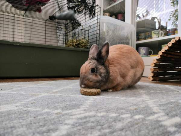 Ihana pupupariskunta Куопио - изображение 5