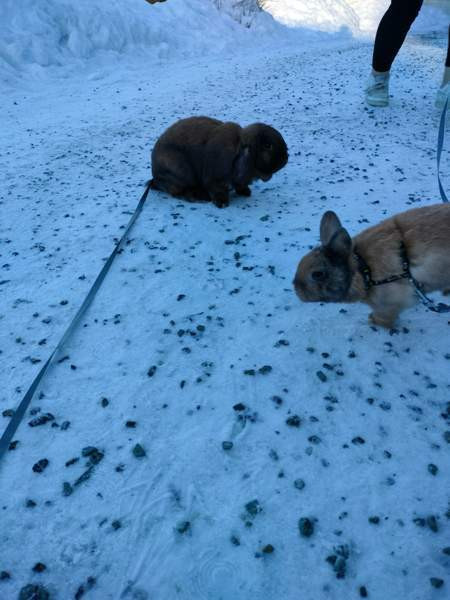 Ihana pupupariskunta Куопио - изображение 7