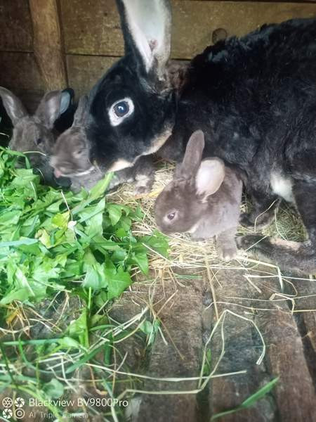 Kanit Hartola - photo 1