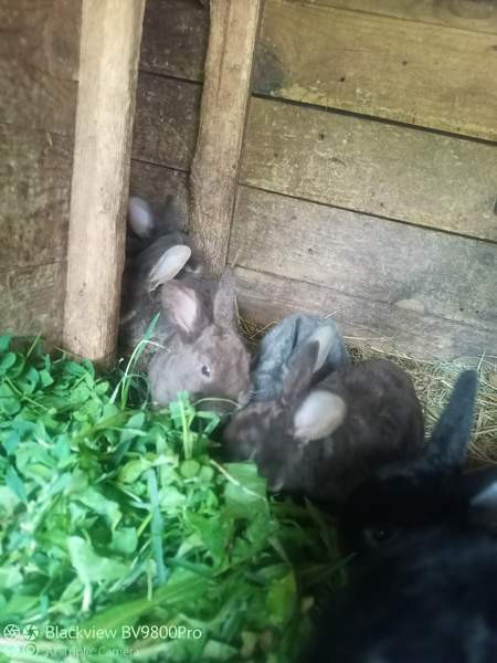 Kanit Hartola - photo 3