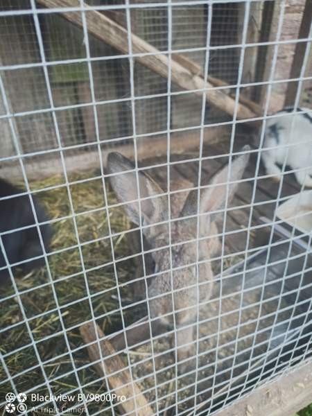 Kanit Hartola - photo 4