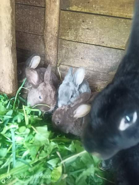 Kanit Hartola - photo 2