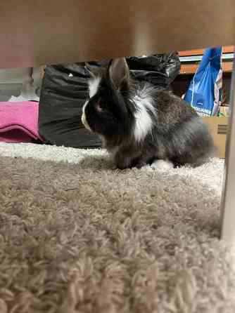 Myydään kanit Kuusamo