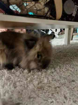 Myydään kanit Kuusamo