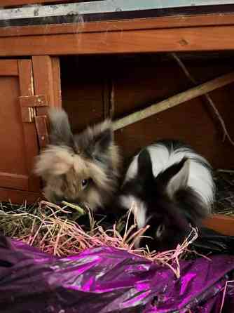 Myydään kanit Kuusamo