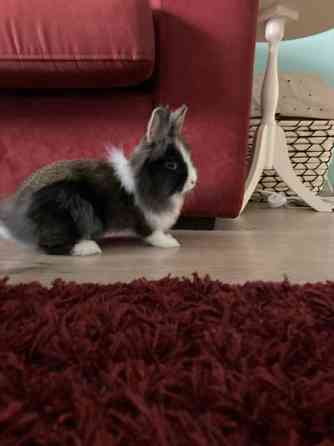 Myydään kanit Kuusamo