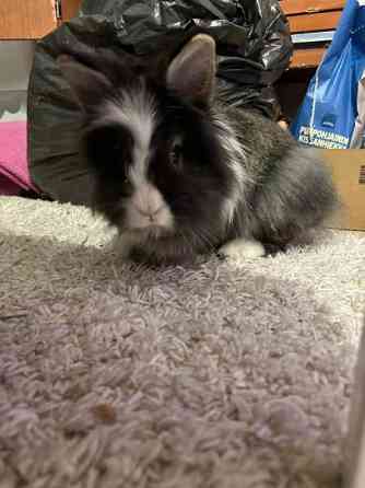 Myydään kanit Kuusamo