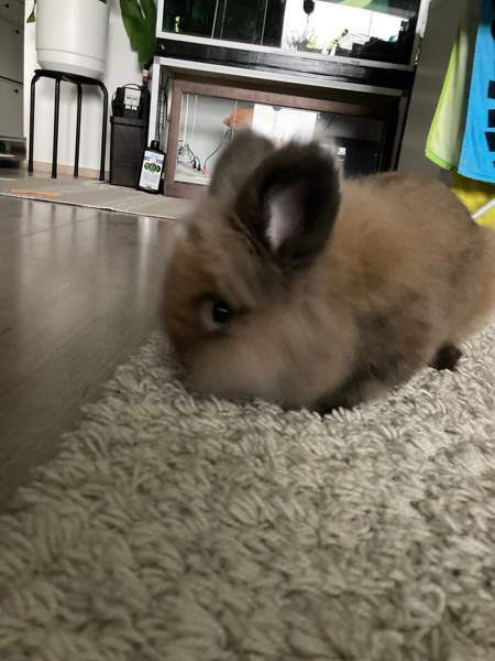 Myydään kanit Kuusamo – foto 8