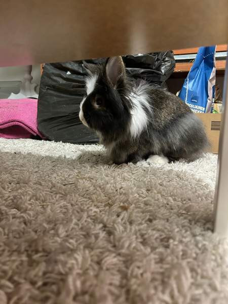 Myydään kanit Kuusamo – foto 2