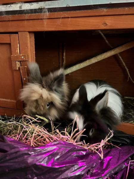 Myydään kanit Kuusamo – foto 1