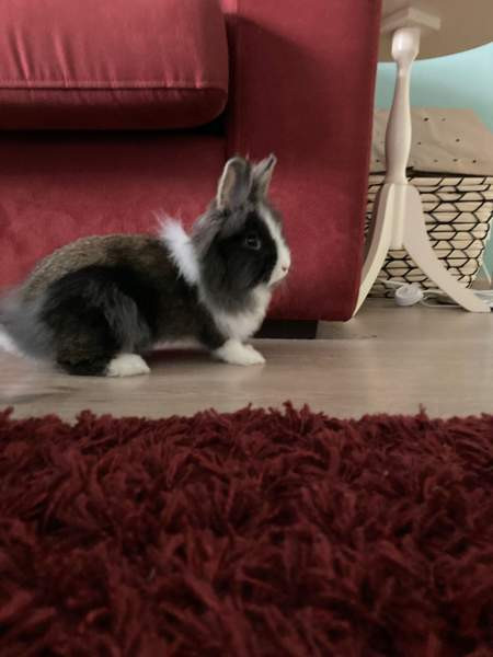 Myydään kanit Kuusamo – foto 6