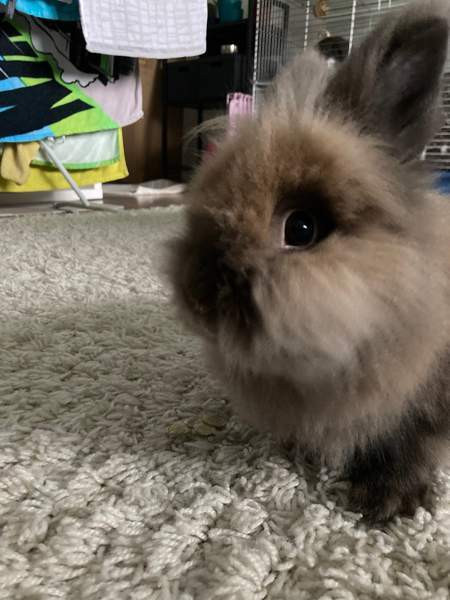 Myydään kanit Kuusamo – foto 7