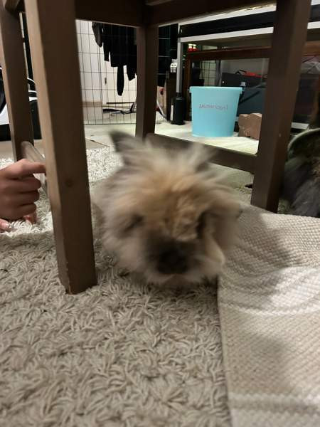 Myydään kanit Kuusamo – foto 5