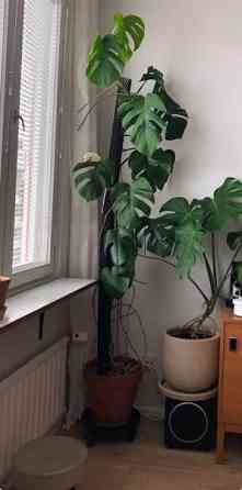 Jyrsijäsuojus 3kpl Helsinki