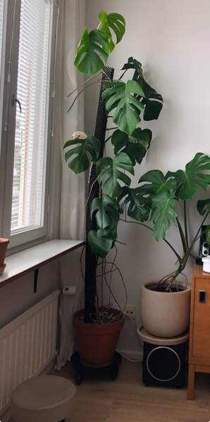 Jyrsijäsuojus 3kpl Helsinki - photo 5