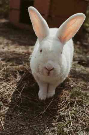 Kani pojat Лаука