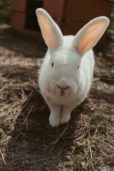 Kani pojat Laukaa - photo 1