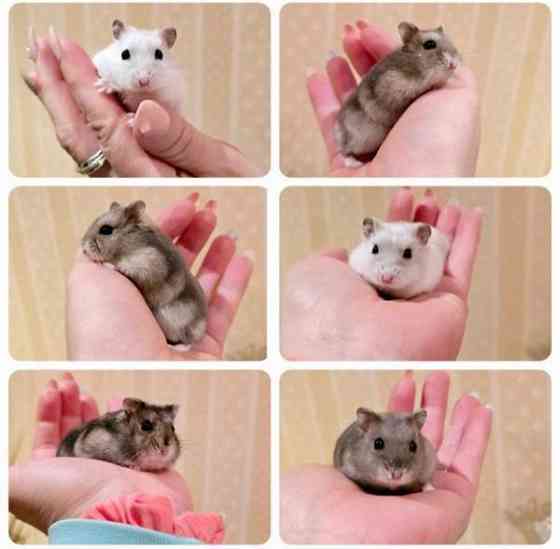 Kääpiöhamsteri talvikko (Seinäjoki, Lapua, Evijärvi,Kauhava,Parkano, Jyväskylä) Alajärvi