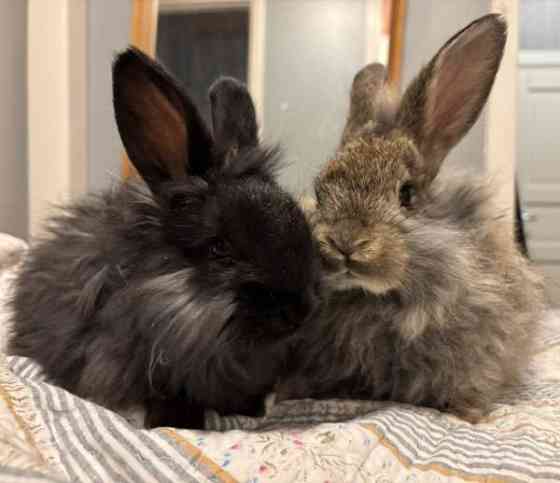 Angorakani Miehikkälä