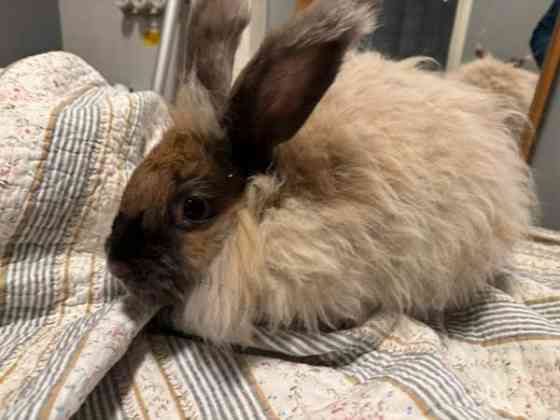 Angorakani Miehikkälä