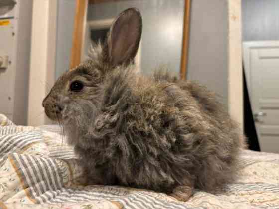 Angorakani Miehikkälä