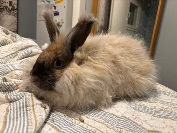 Angorakani Miehikkälä - valokuva 1