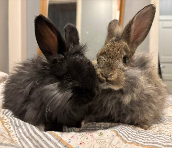 Angorakani Miehikkälä - valokuva 4