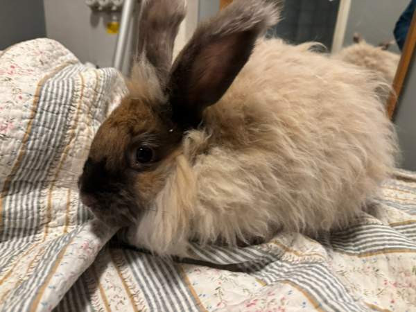 Angorakani Miehikkälä - valokuva 2