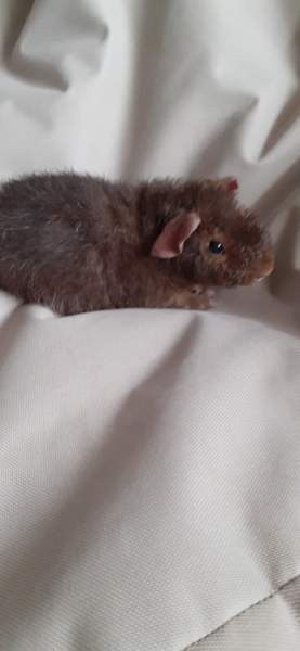 Marsupojat Тампере - изображение 2