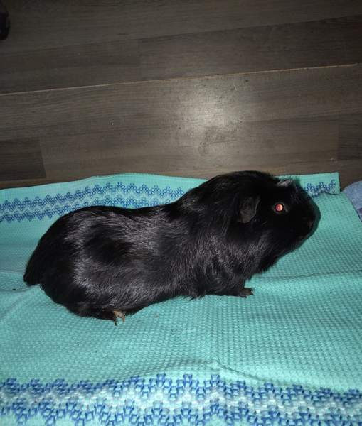 Marsuja Tornio - valokuva 3