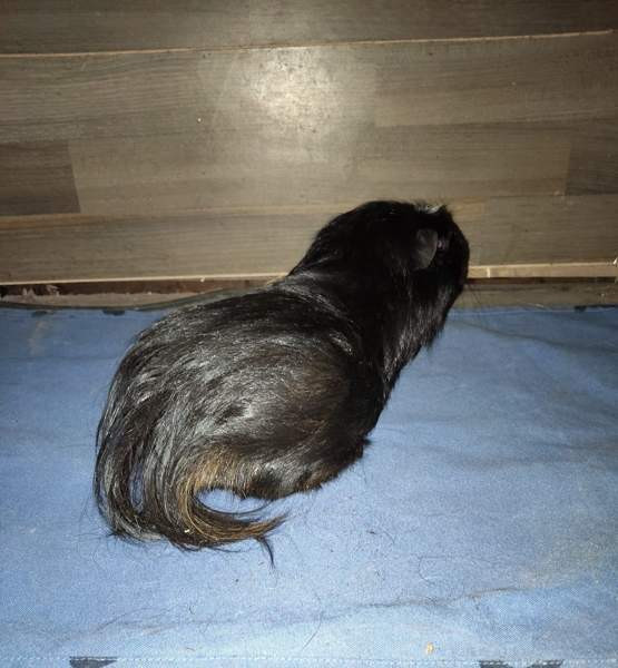 Marsuja Tornio - valokuva 4