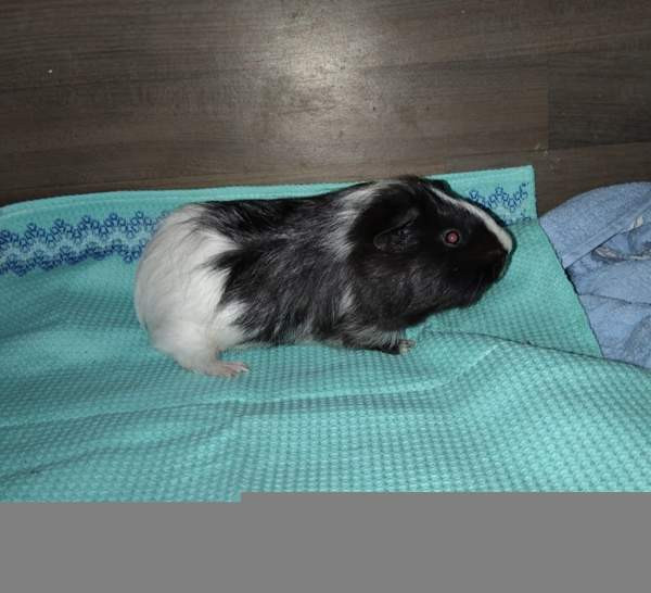 Marsuja Tornio - valokuva 1