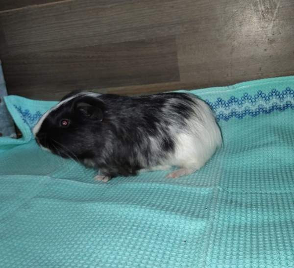 Marsuja Tornio - valokuva 2