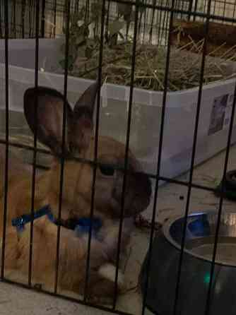 2 kääpiö kania Uusikaupunki