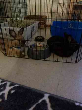 2 kääpiö kania Uusikaupunki