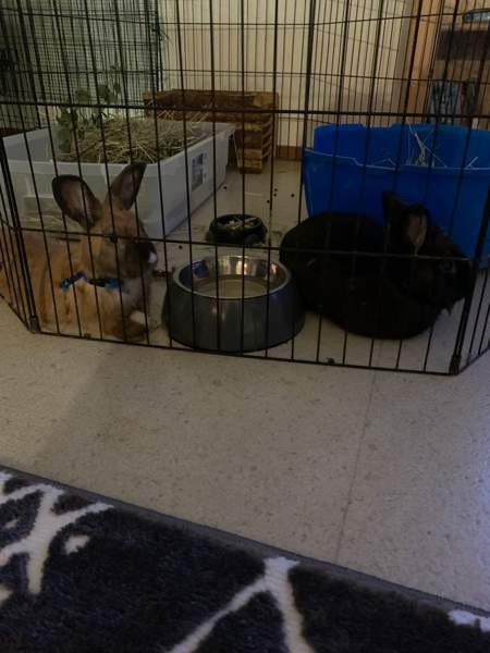 2 kääpiö kania Uusikaupunki – foto 2