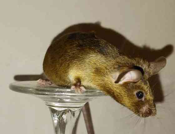 Kesyhiiri uroksia Pori