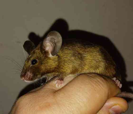 Kesyhiiri uroksia Pori