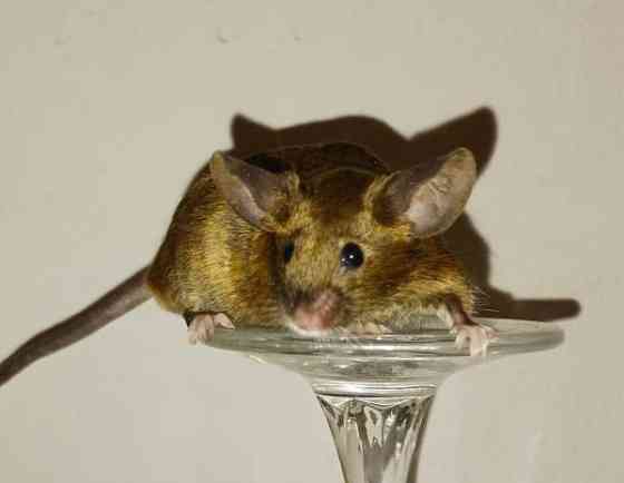 Kesyhiiri uroksia Pori