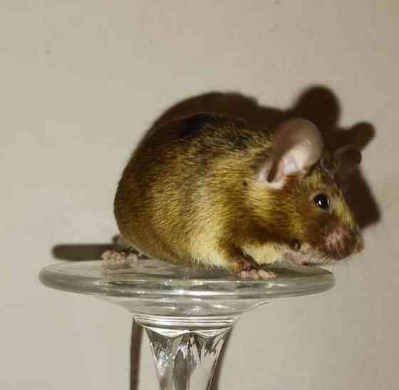 Kesyhiiri uroksia Pori